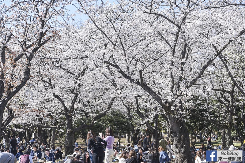 Yoyogi Park sakura 10