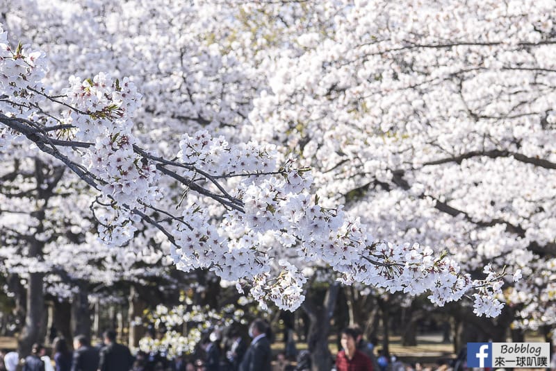 Yoyogi Park sakura 12