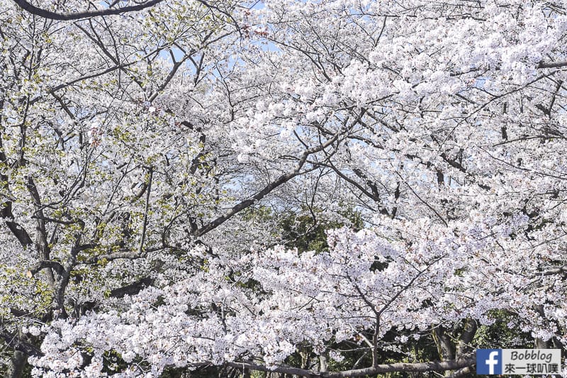 Yoyogi Park sakura 13