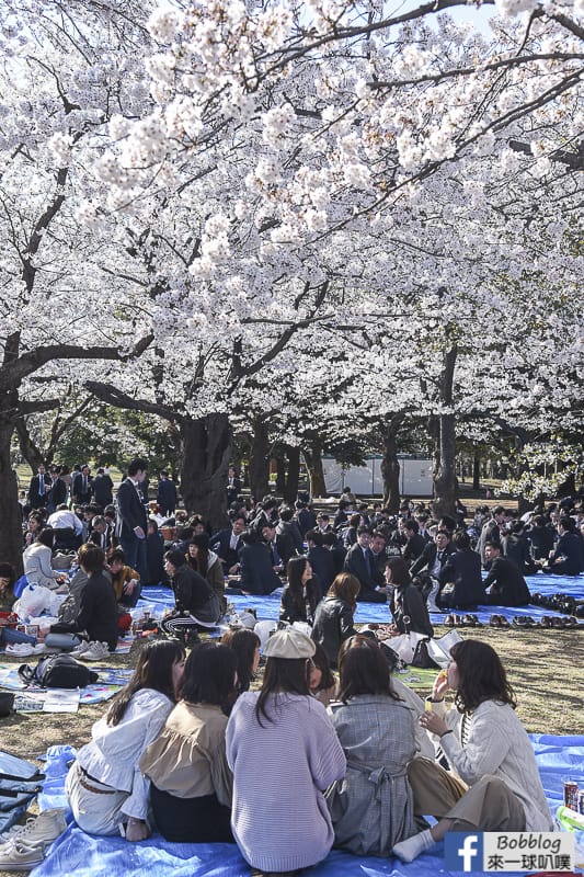 Yoyogi Park sakura 15