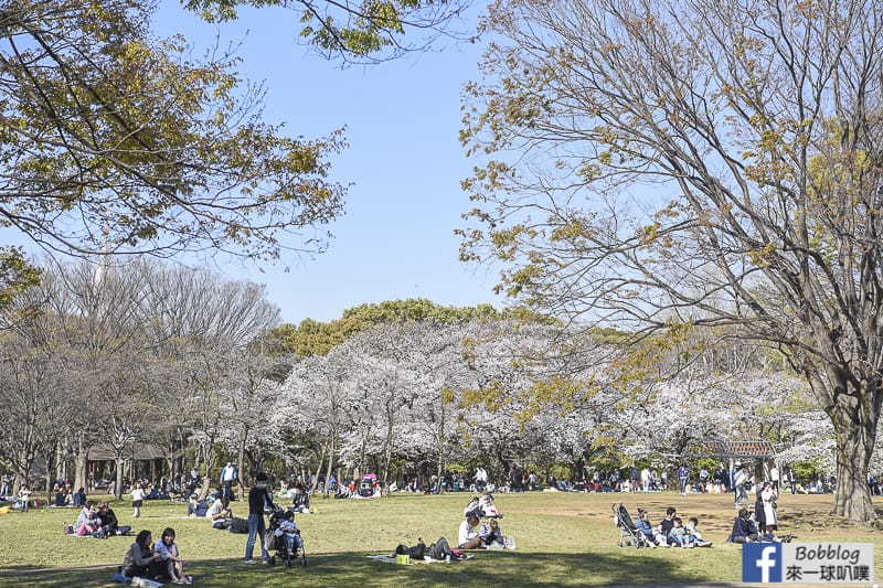 Yoyogi Park sakura 30