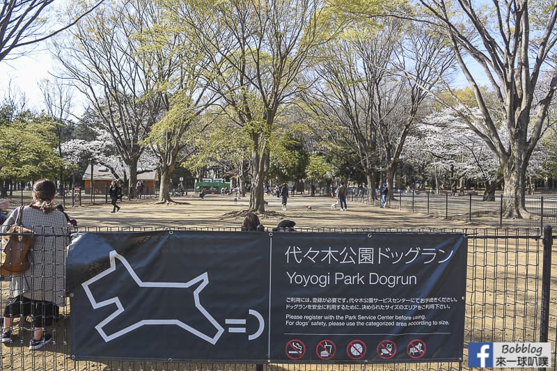 Yoyogi Park sakura 35