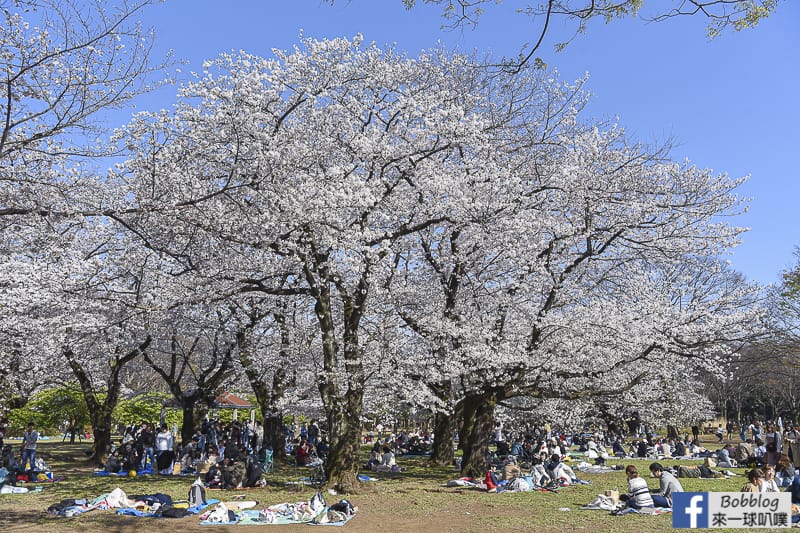 Yoyogi Park sakura 43