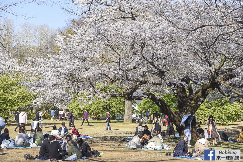 Yoyogi Park sakura 46