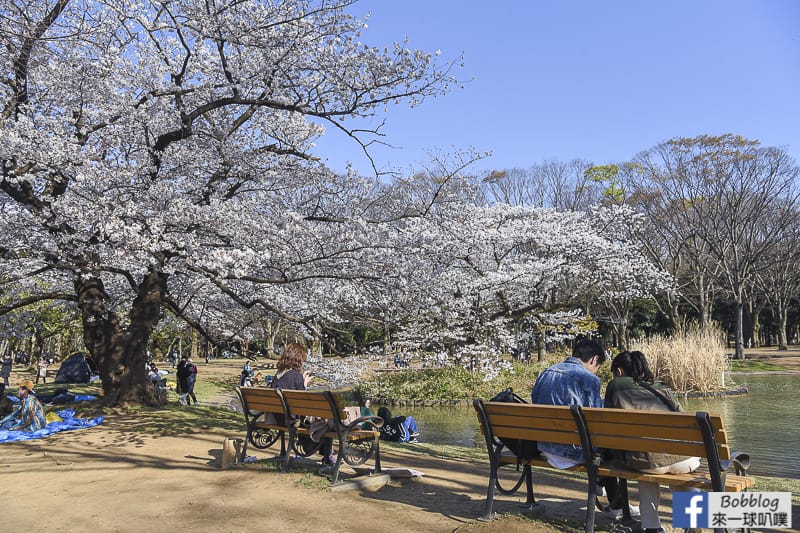 Yoyogi Park sakura 48