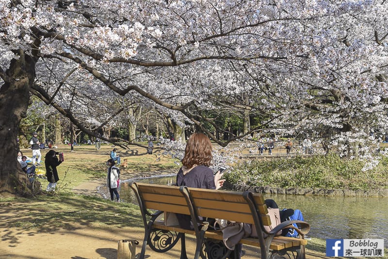 Yoyogi Park sakura 49