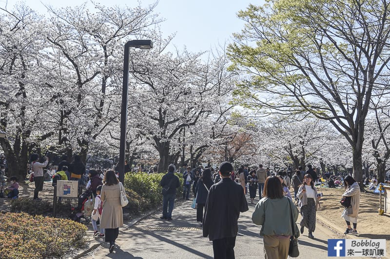 Yoyogi Park sakura 5