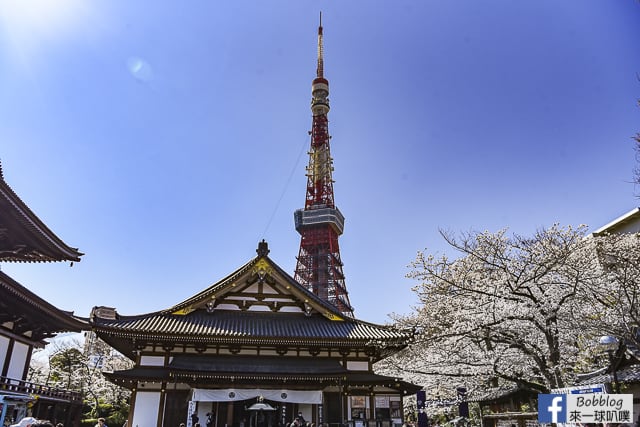 東京增上寺,芝公園櫻花(拍東京鐵塔與寺廟結合的絕佳景點) @來一球叭噗日本自助攻略