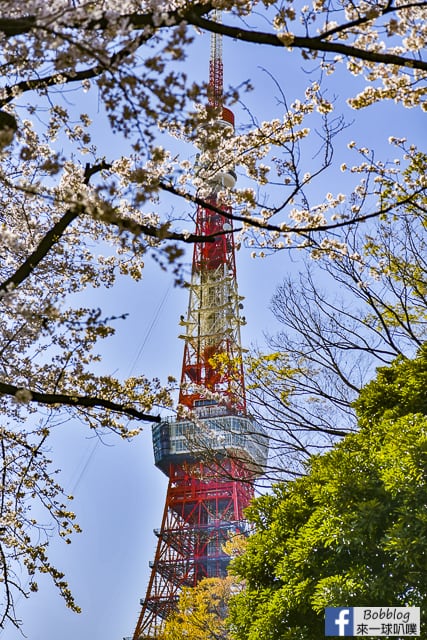 東京增上寺,芝公園櫻花(拍東京鐵塔與寺廟結合的絕佳景點) @來一球叭噗日本自助攻略