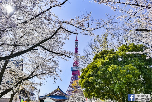 東京增上寺,芝公園櫻花(拍東京鐵塔與寺廟結合的絕佳景點) @來一球叭噗日本自助攻略