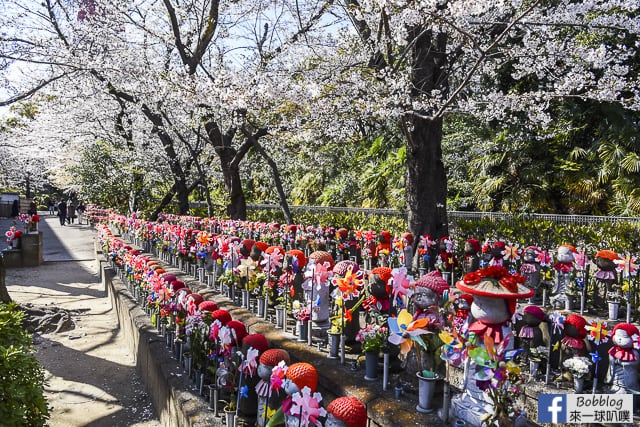 東京增上寺,芝公園櫻花(拍東京鐵塔與寺廟結合的絕佳景點) @來一球叭噗日本自助攻略