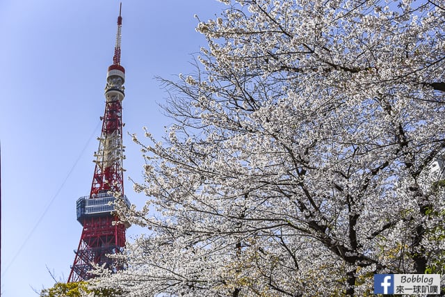東京增上寺,芝公園櫻花(拍東京鐵塔與寺廟結合的絕佳景點) @來一球叭噗日本自助攻略
