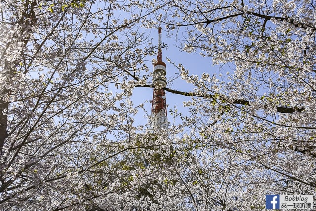 東京增上寺,芝公園櫻花(拍東京鐵塔與寺廟結合的絕佳景點) @來一球叭噗日本自助攻略
