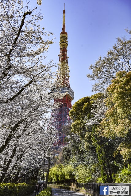 東京增上寺,芝公園櫻花(拍東京鐵塔與寺廟結合的絕佳景點) @來一球叭噗日本自助攻略