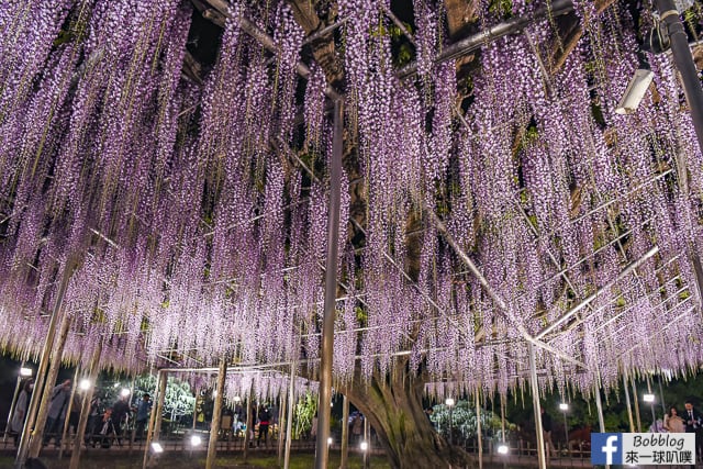 日本栃木縣足利花卉公園紫藤花攻略 交通 門票 開花預測 來一球叭噗