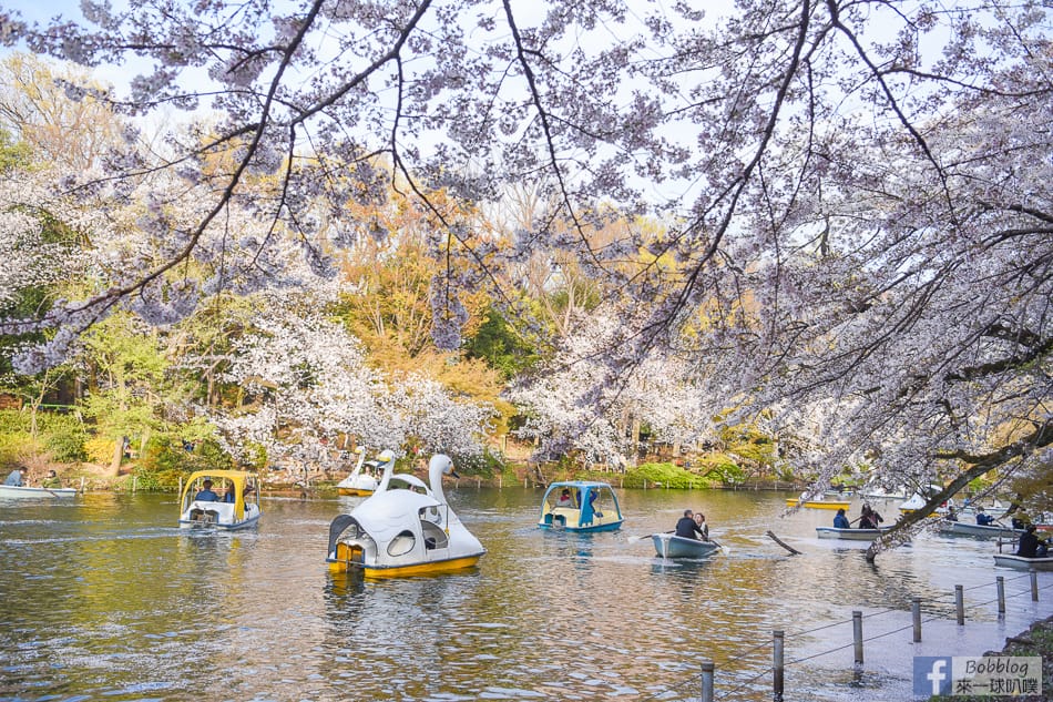 tokyo-inokashira-park-sakura-14