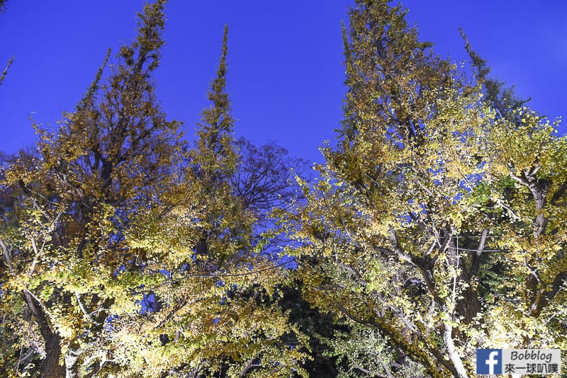 Meijijingu gaien ginkgo tree 38