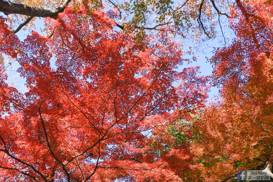 koishikawa-korakuen-garden-7