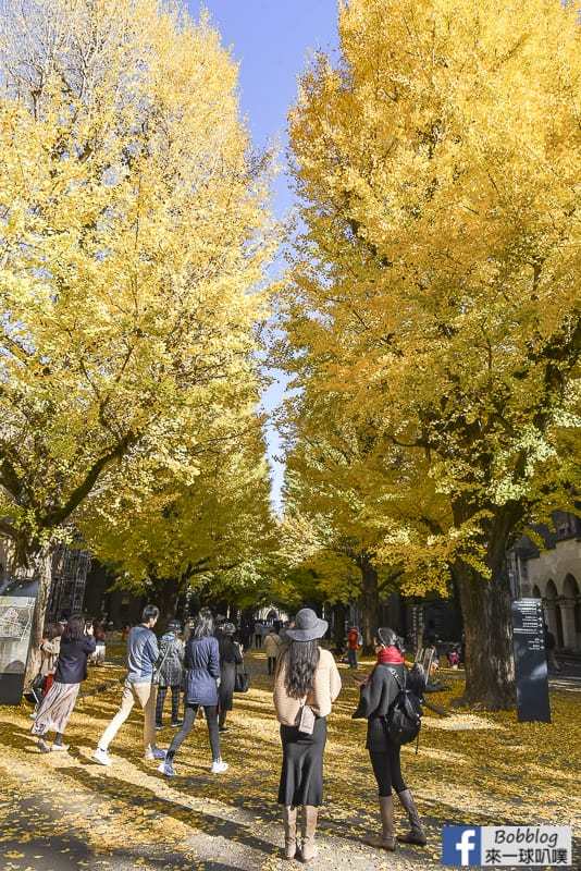 Tokyo university ginkgo tree 25