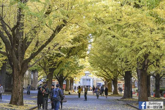 Tokyo university ginkgo tree 31
