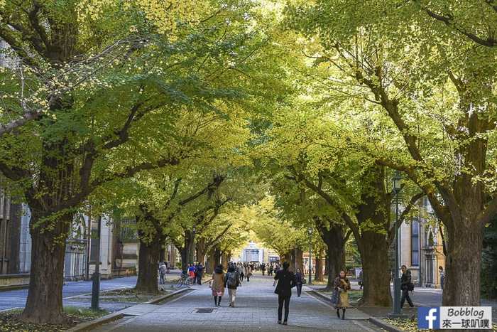Tokyo university ginkgo tree 33