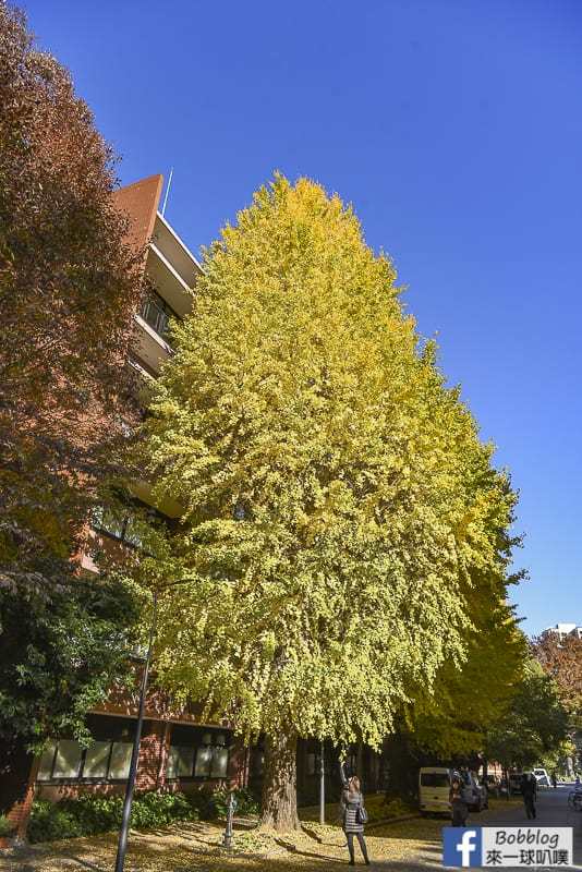 Tokyo university ginkgo tree 36