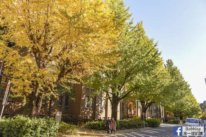 Tokyo university ginkgo tree 41