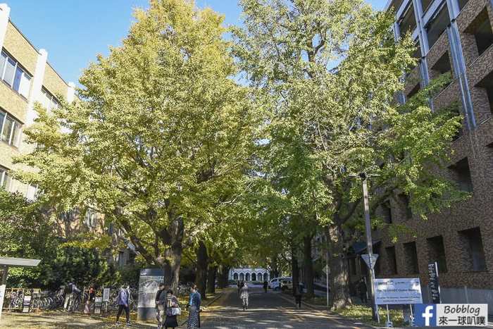 Tokyo university ginkgo tree 43