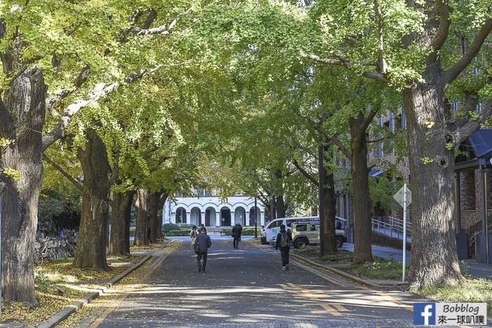Tokyo university ginkgo tree 44