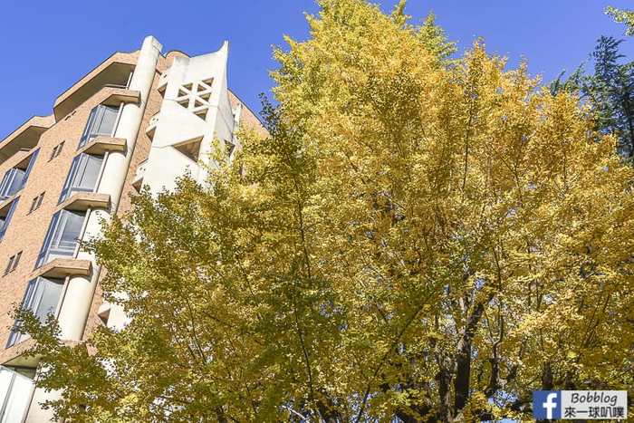 Tokyo university ginkgo tree 46