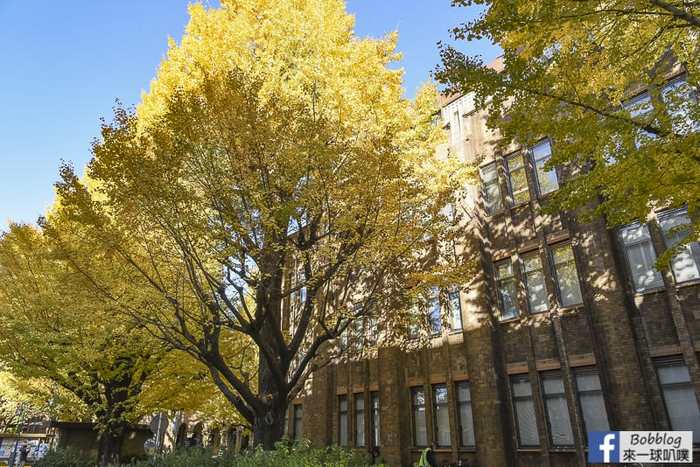 Tokyo university ginkgo tree 47