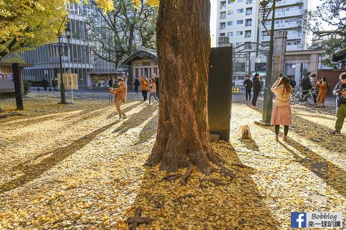 Tokyo university ginkgo tree 52