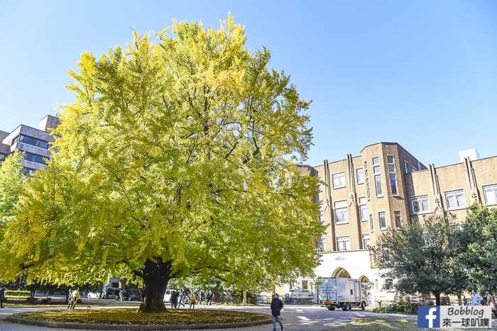 Tokyo university ginkgo tree 6