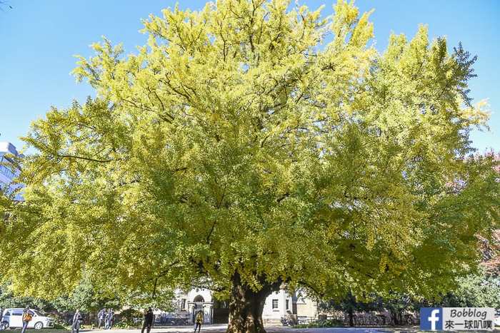 Tokyo university ginkgo tree 7