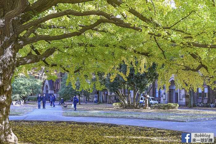 Tokyo university ginkgo tree 9