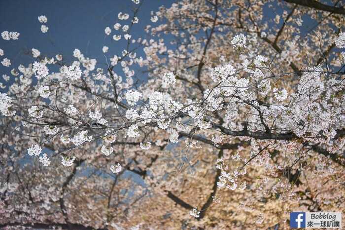 Ueno Park night sakura 12