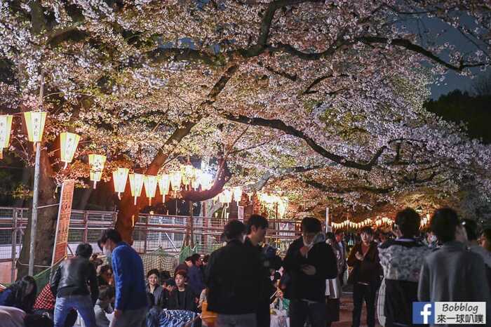 Ueno Park night sakura 13
