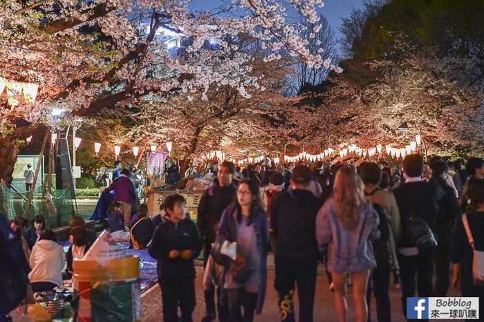 Ueno Park night sakura 15