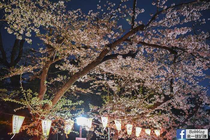 Ueno Park night sakura 16