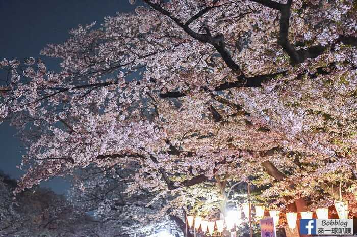 Ueno Park night sakura 21
