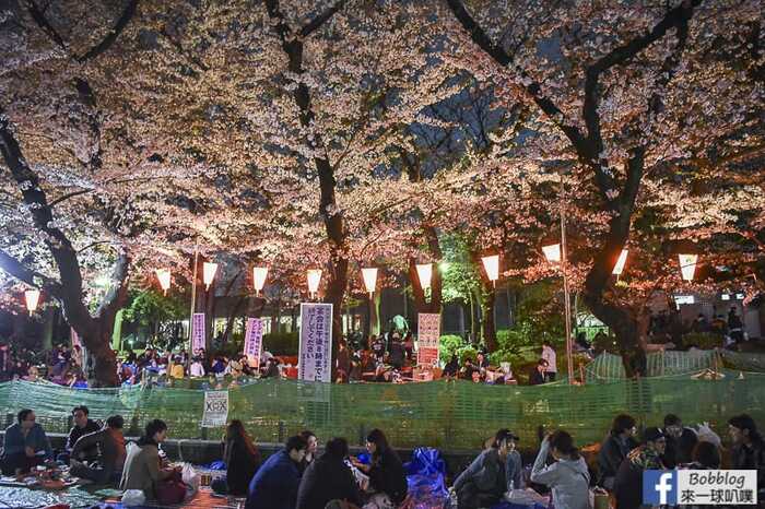 Ueno Park night sakura 24