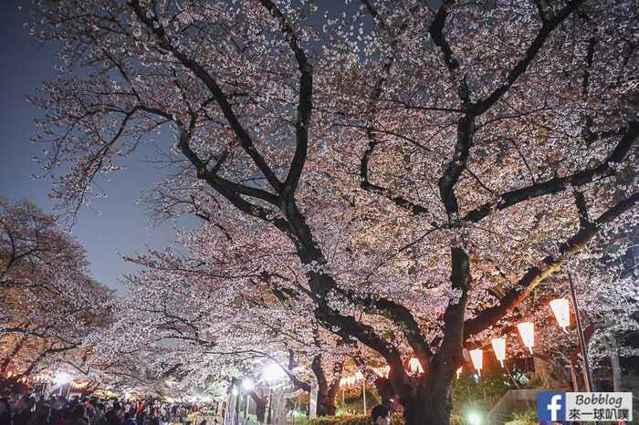 Ueno Park night sakura 8