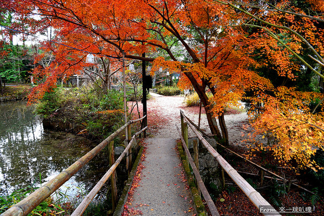 京都叡山電鐵沿線賞楓景點 曼殊院門跡 美麗庭院造景 楓葉地毯 來一球叭噗日本自助