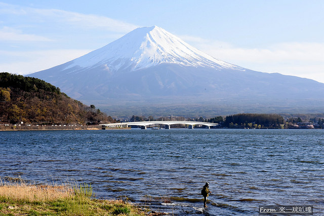 富士山河口湖櫻花季主會場31