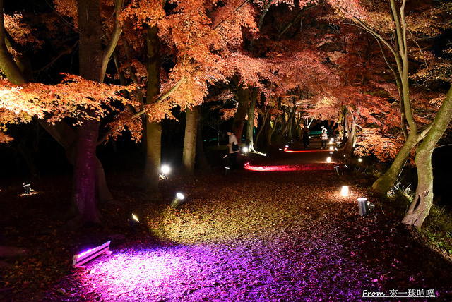 大覺寺夜楓-真紅の水鏡28