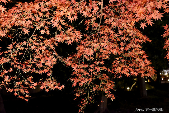 大覺寺夜楓-真紅の水鏡27