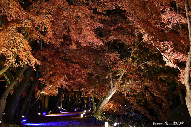 大覺寺夜楓-真紅の水鏡16