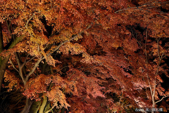 大覺寺夜楓-真紅の水鏡14