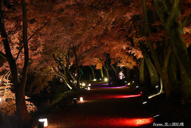 大覺寺夜楓-真紅の水鏡26