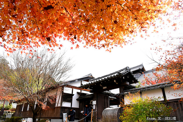 京都叡山電鐵沿線賞楓景點 曼殊院門跡 美麗庭院造景 楓葉地毯 來一球叭噗日本自助